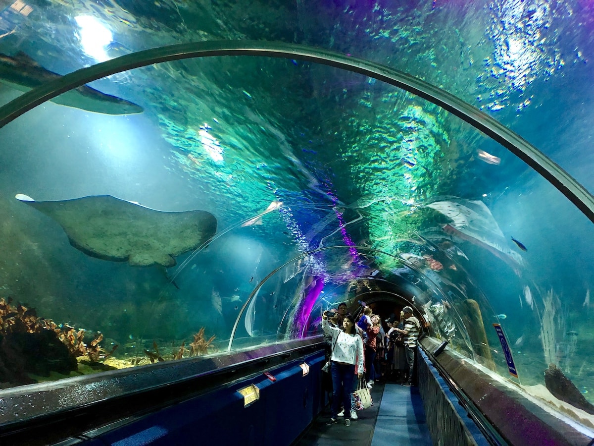SEA LIFE Kelly Tarlton's Aquarium - Tempat Wisata Favorit dan Terkenal di Auckland Selandia Baru
