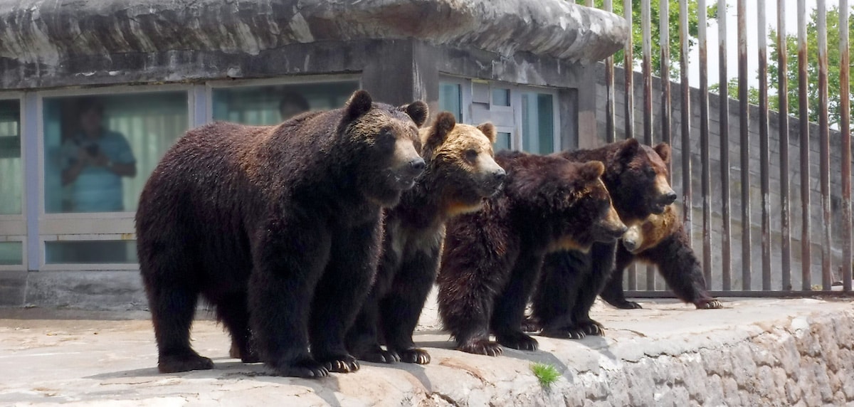 Noboribetsu Bear Park - Tempat Wisata Favorit dan Terkenal di Hokkaido